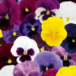 Violen Mix