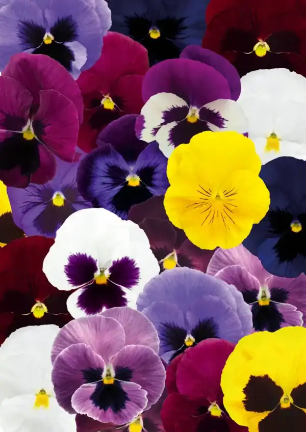 Violen Mix Violen Mix