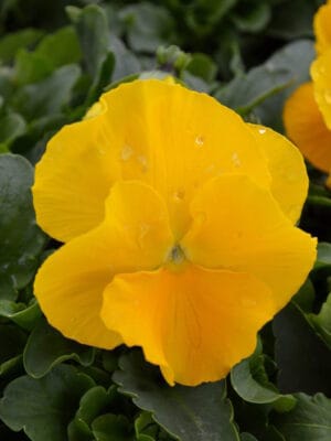 Viool Geel Viool Geel