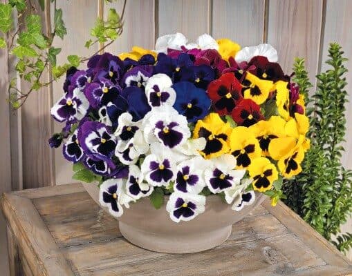 Violen Mix Violen Mix