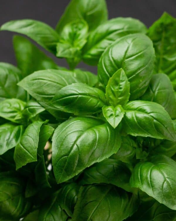 Buzzy Organic Basilicum Italiano Classico BIO