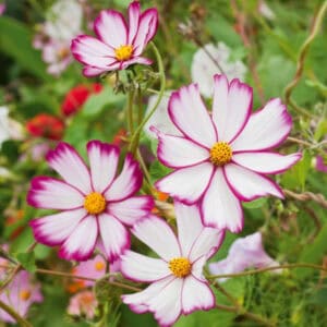 Cosmos Picotee