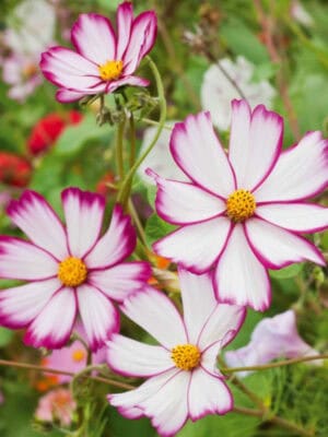 Cosmos Picotee Cosmos Picotee