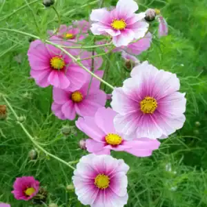 Cosmos bipinnatus Daydream