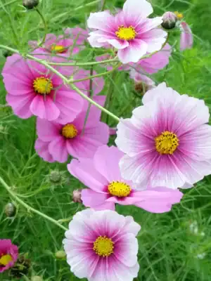 Cosmos Daydream Cosmos bipinnatus Daydream