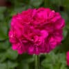 Geranium Roze Geranium Roze
