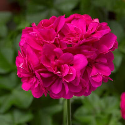 Geranium Roze Geranium Roze