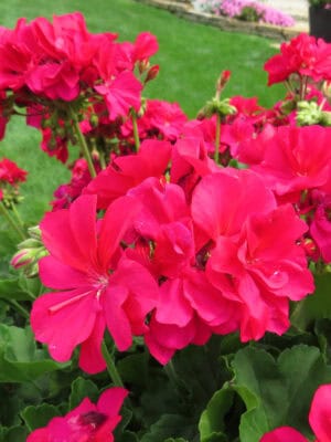 Geranium Roze Geranium Roze