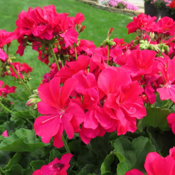 Geranium Roze Geranium Roze