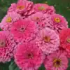Zinnia Giant Bright Pink Zinnia Giant Bright Pink