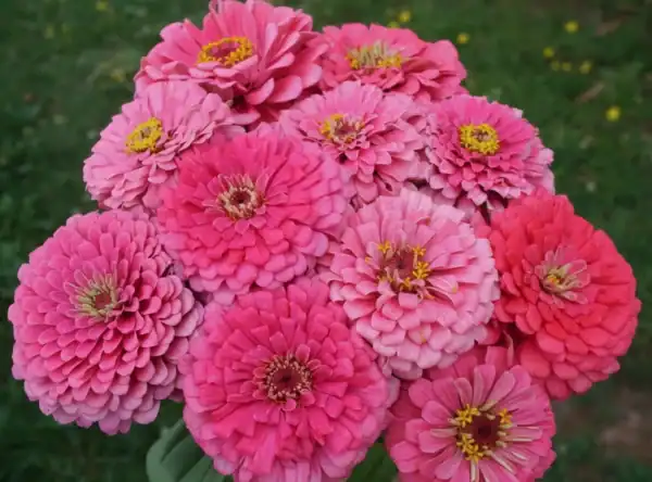 Zinnia Giant Bright Pink Zinnia Giant Bright Pink