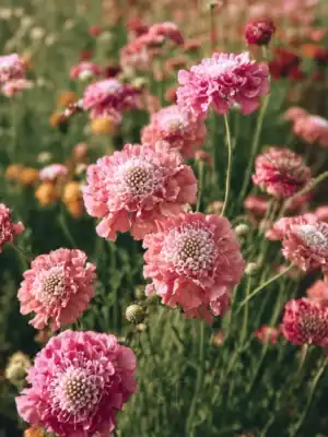 Scabiosa Salmon Queen Scabiosa Salmon Queen