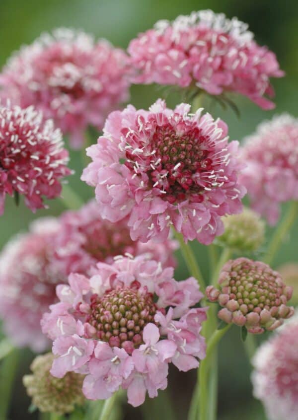 Scabiosa Salmon Queen