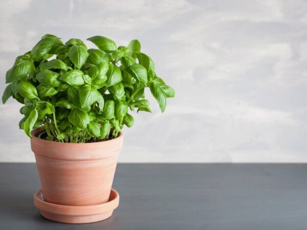 Buzzy Organic Basilicum Italiano Classico BIO Buzzy Organic Basilicum Italiano Classico BIO