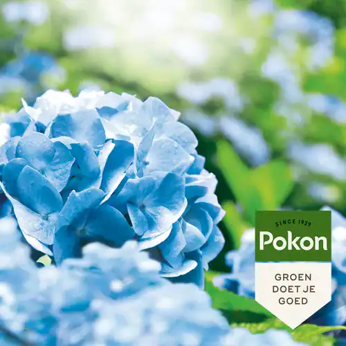 Pokon Hortensia Blauwmaker