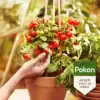 Pokon Bio Moestuin Voeding 500ml Pokon Bio Moestuin Voeding 500ml