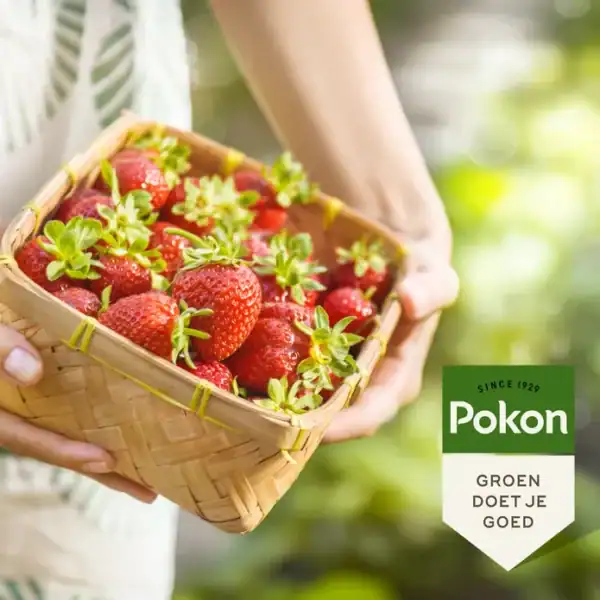 Pokon Bio Kleinfruit Mest Pokon Bio Kleinfruit Mest