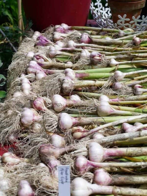 Knoflook roze Knoflook roze